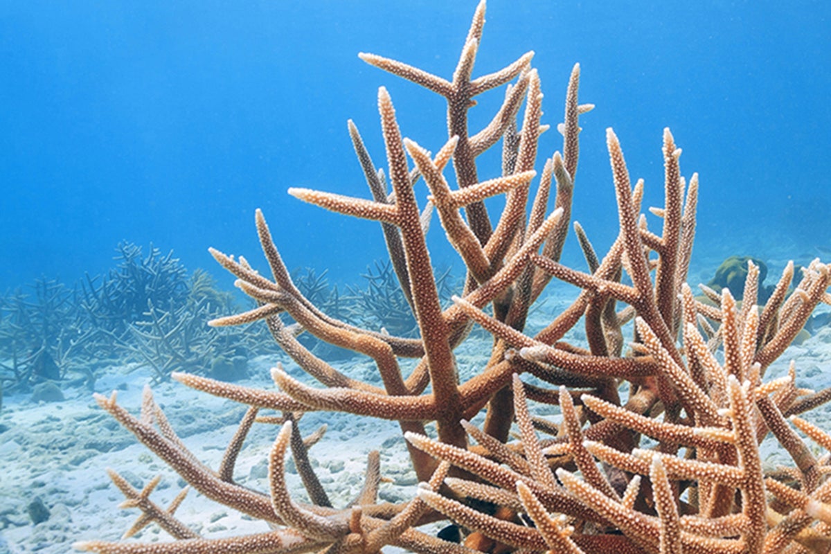 staghorn coral