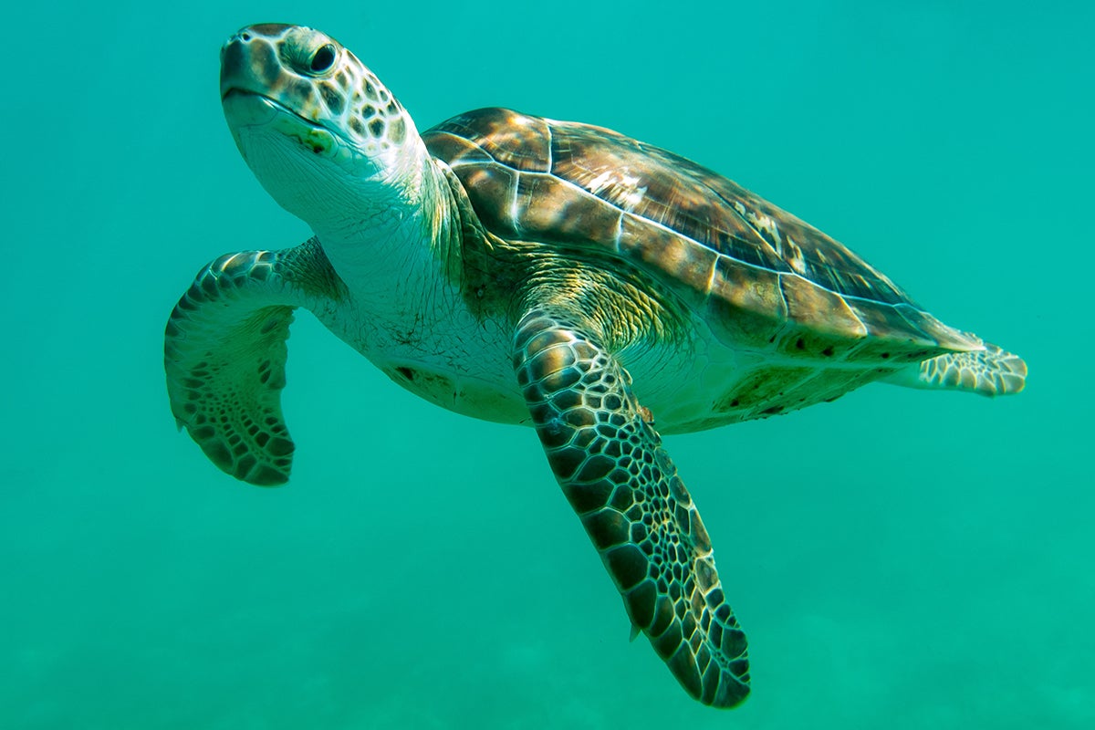 juvenile green sea turtle swimming underwater