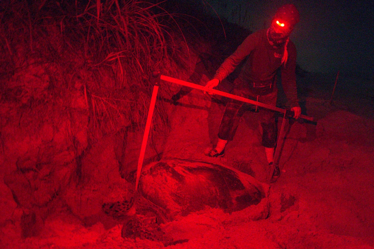 sea turtle measured on the beach