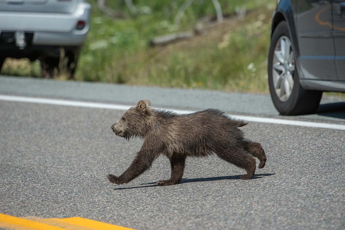 bear cub crossing the road