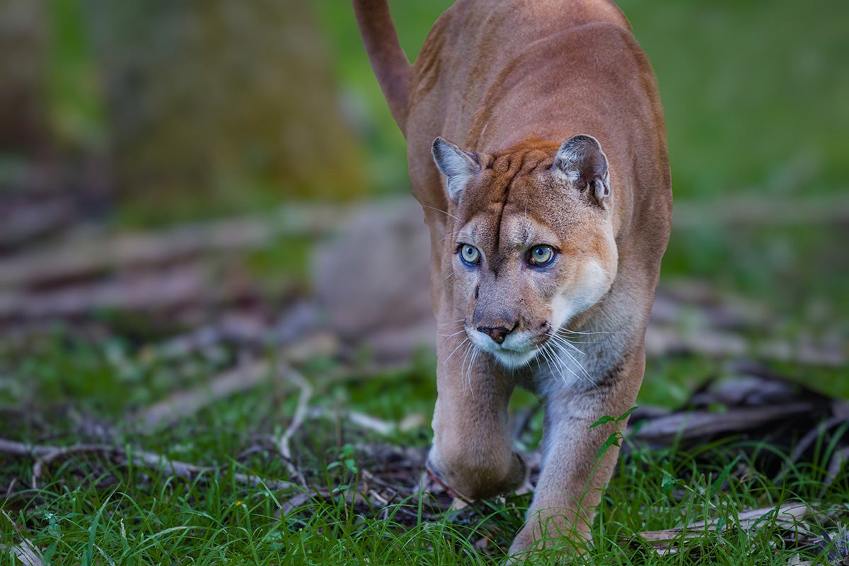 a Florida panther walking