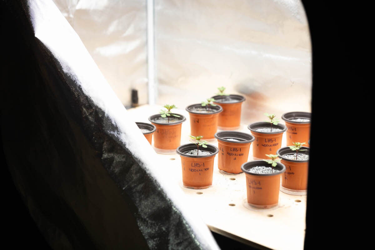 small pots of plants growing in simulate soil