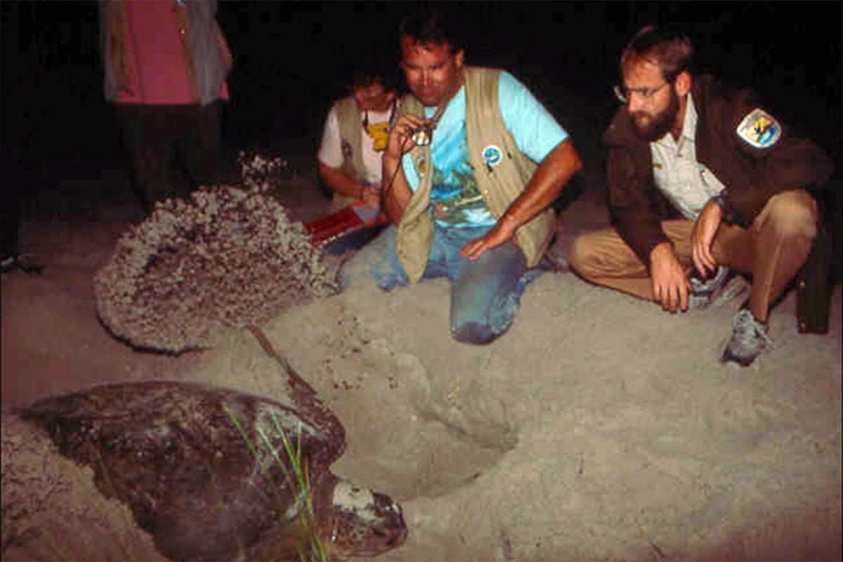 The late Dr. Llewellyn Ehrhart, more commonly referred to as "Doc," observes a green turtle nesting at night in this archive photo from the 1980s.