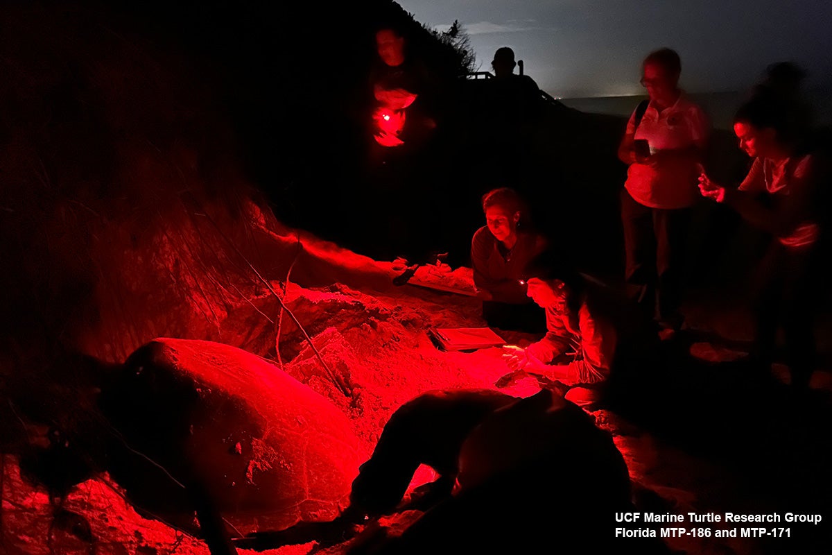 UCF researchers observe a sea turtle nesting at night.