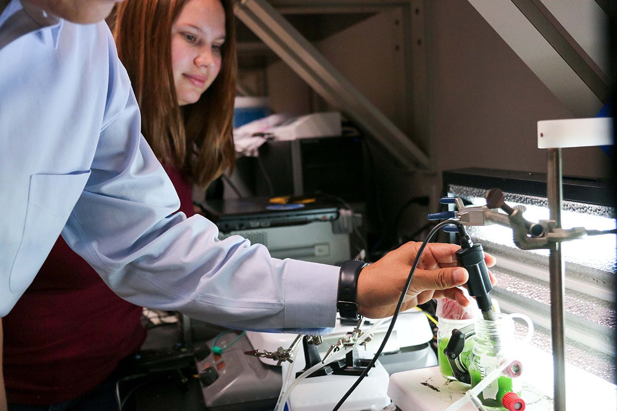 researchers studying algae