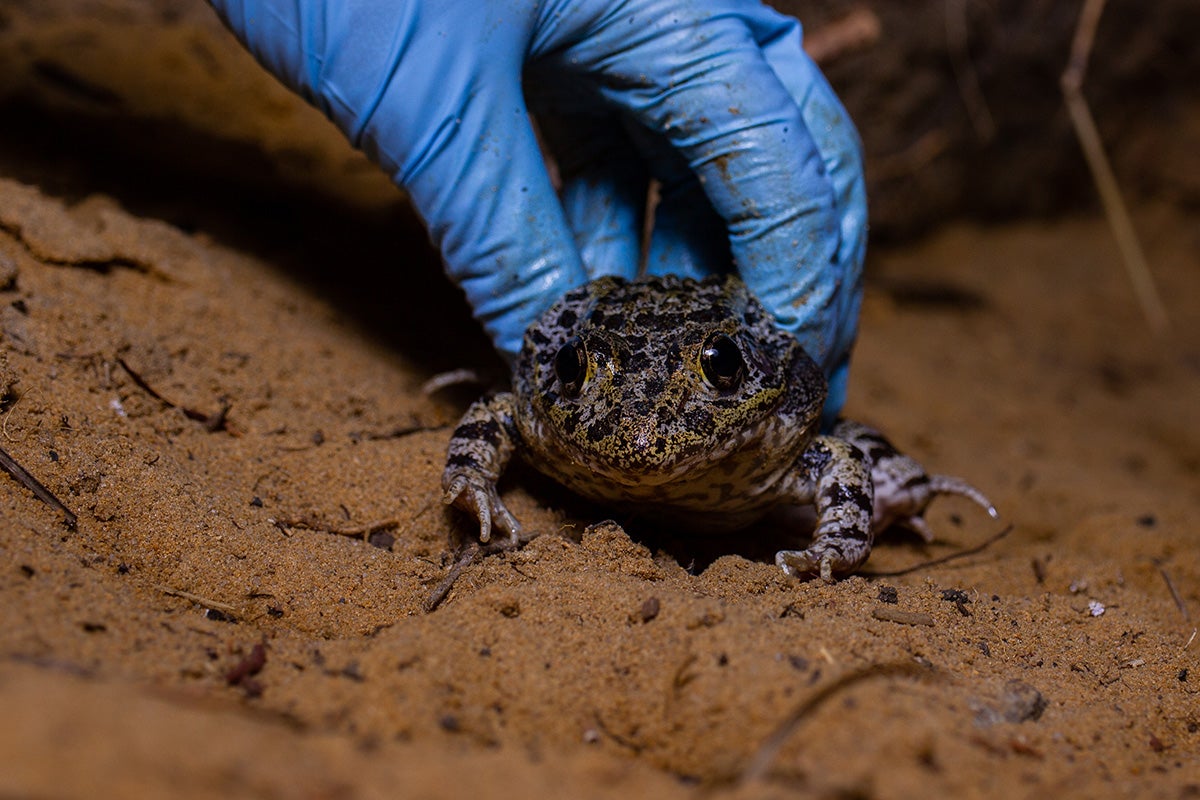 Florida Gopher Frog