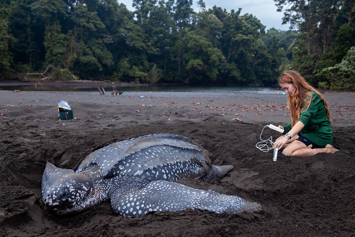 UCF doctoral student Callie Veelenturf measures nest site characteristics (temperature, pH, conductivity) at a leatherback sea turtle (Dermochelys coricea) nesting site on Bioko Island, Equatorial Guinea. The study of the effects of environmental characteristics on leatherback and green sea turtle (Chelonia mydas) nest hatching success on Bioko Island and how this may change with increasing climate change and sea level rise was the subject of Callie's master's thesis research. Photo credit: Jonah Reenders