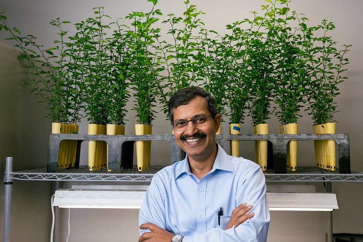 Swadesh Santra stands in front of citrus saplings