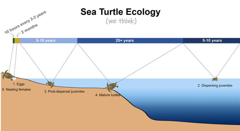 UCF Researchers Advance Knowledge About Juvenile Sea Turtles' Early ...