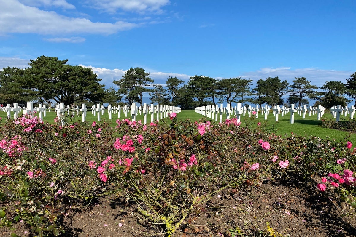 Rows of white crosses stand in formation at the Normandy American Cemetery in Colleville-sur-Mer, France, beneath a bright blue sky. Pink roses bloom in the foreground.