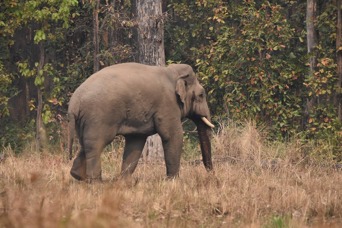 An elephant walking in the field
