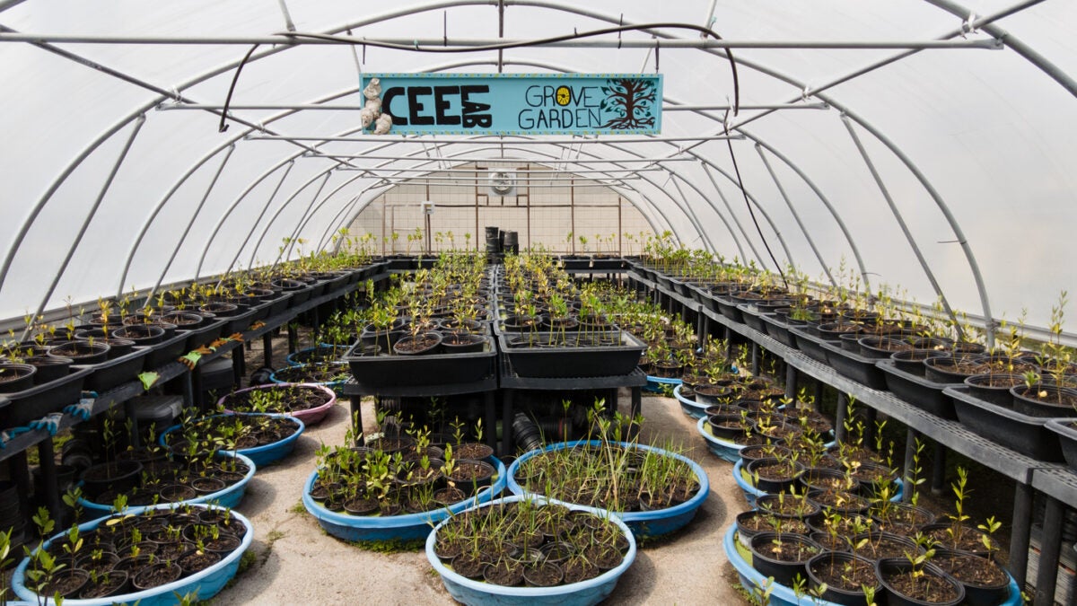 green house with planters