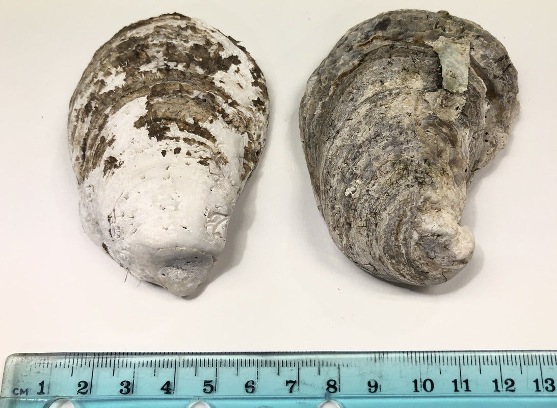 shell dissolution on intact mangrove shell