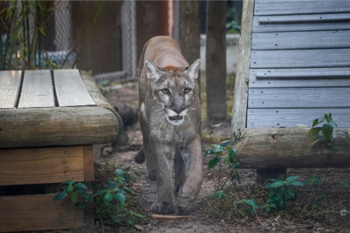 A Florida panther walking