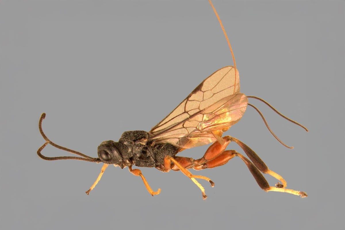 A parasitic wasp