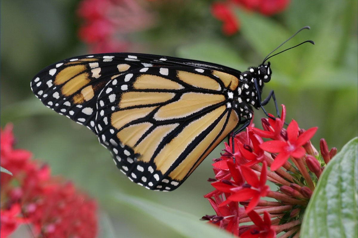 A monarch butterfly feeds on a Pentas lanceolata, a nectar-rich plant often grown as an annual in most parts of the U.S. Its star-shaped flowers, which bloom in red, white, lavender, purple or pink, attract butterflies, hummingbirds and bees, making it a popular choice for pollinator gardens.