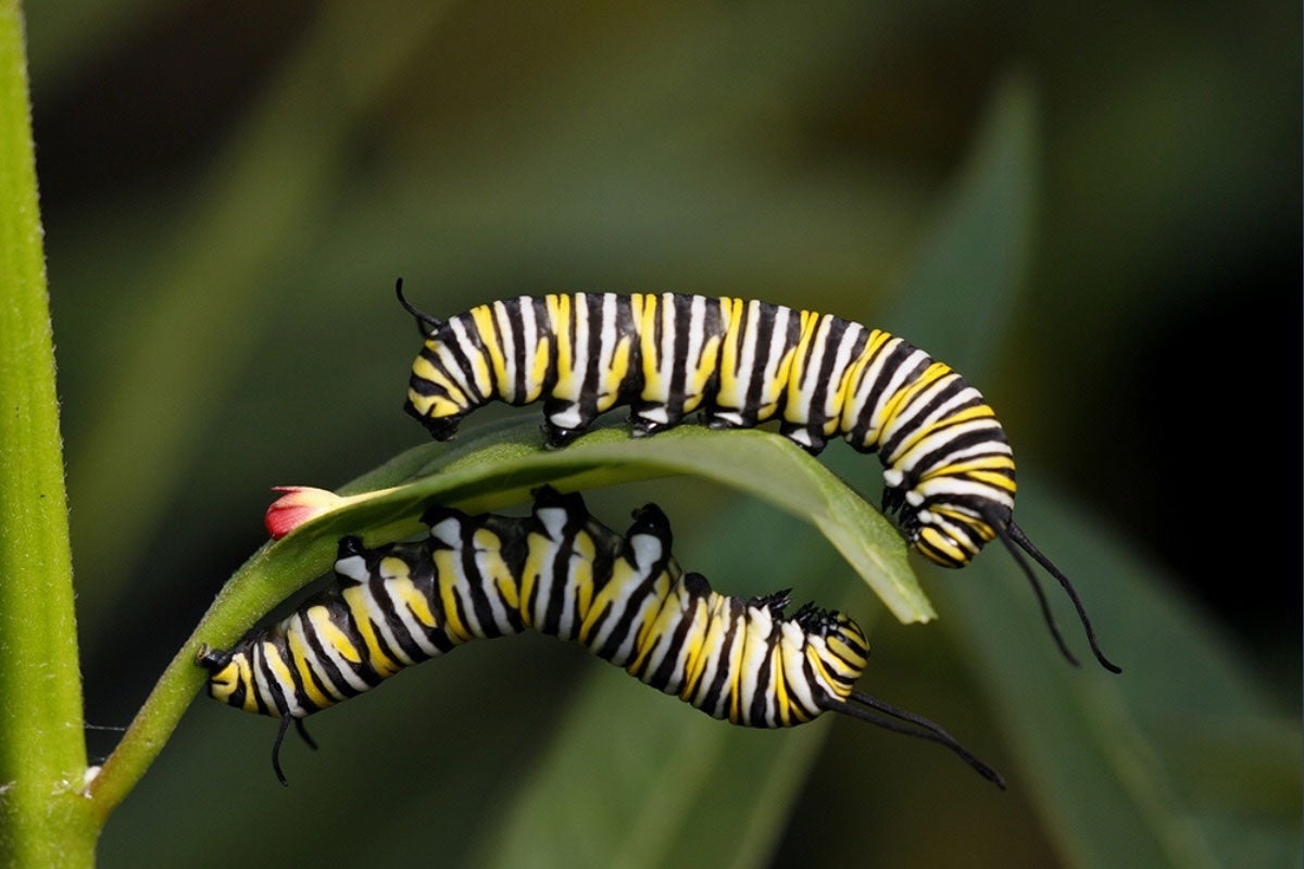 Two monarch caterpillars feed on the leaves of Mexican tropical milkweed (Asclepias curassavica), a non-native plant. Monarch caterpillars rely exclusively on milkweed leaves for food, making the plant essential to their survival at this stage.