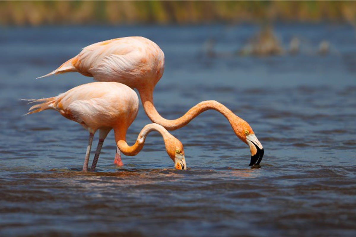 Two American flamingos wade in the water.