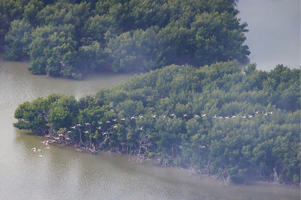 A flock of American flamingos flying over salt marshes.