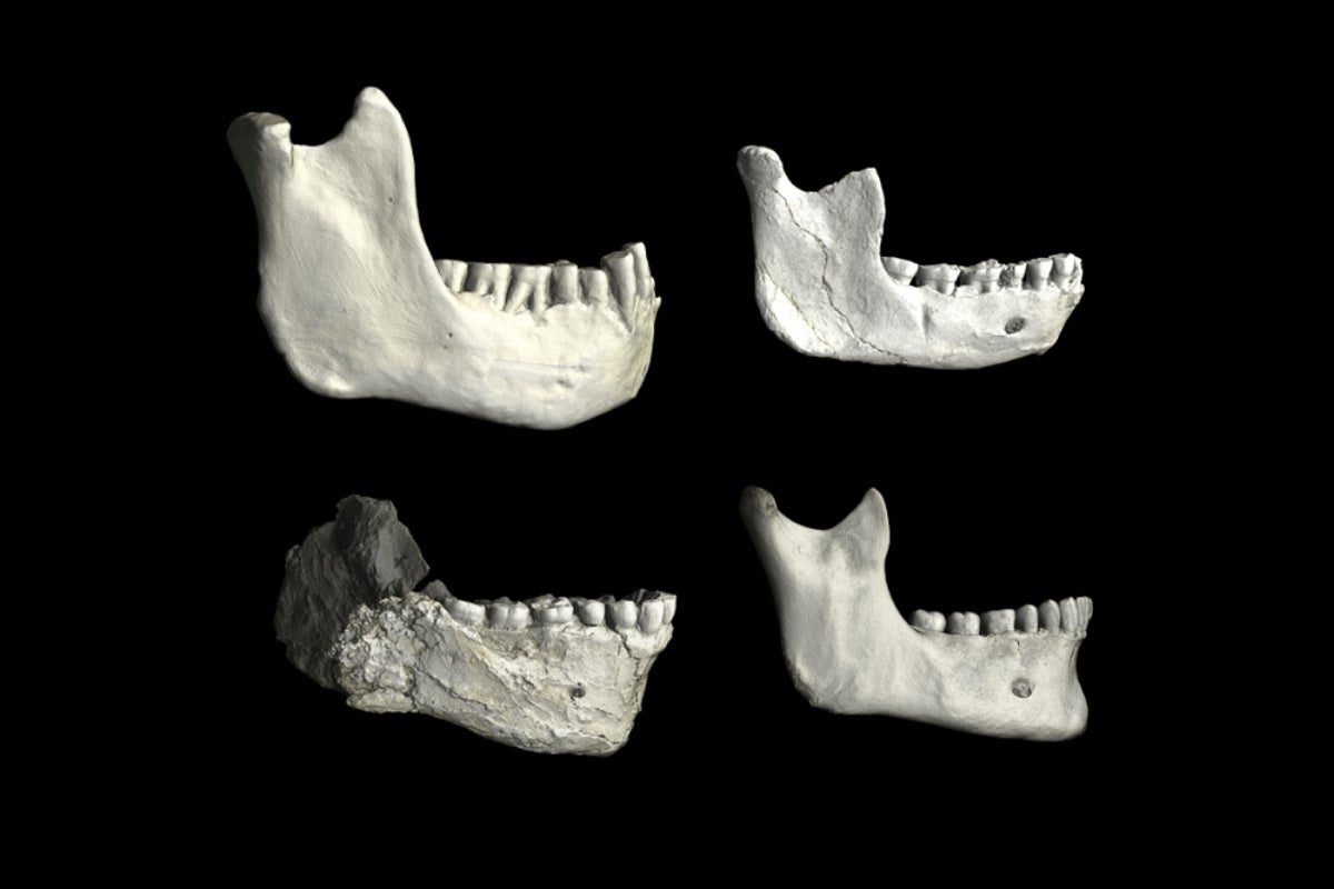 Four lower jaw bone fossils from North Africa.
