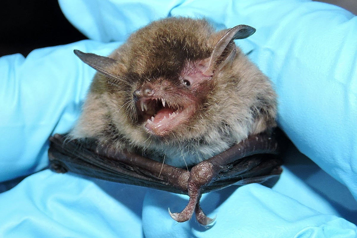 Close-up of Southeastern Myotis bat being held by blue gloves