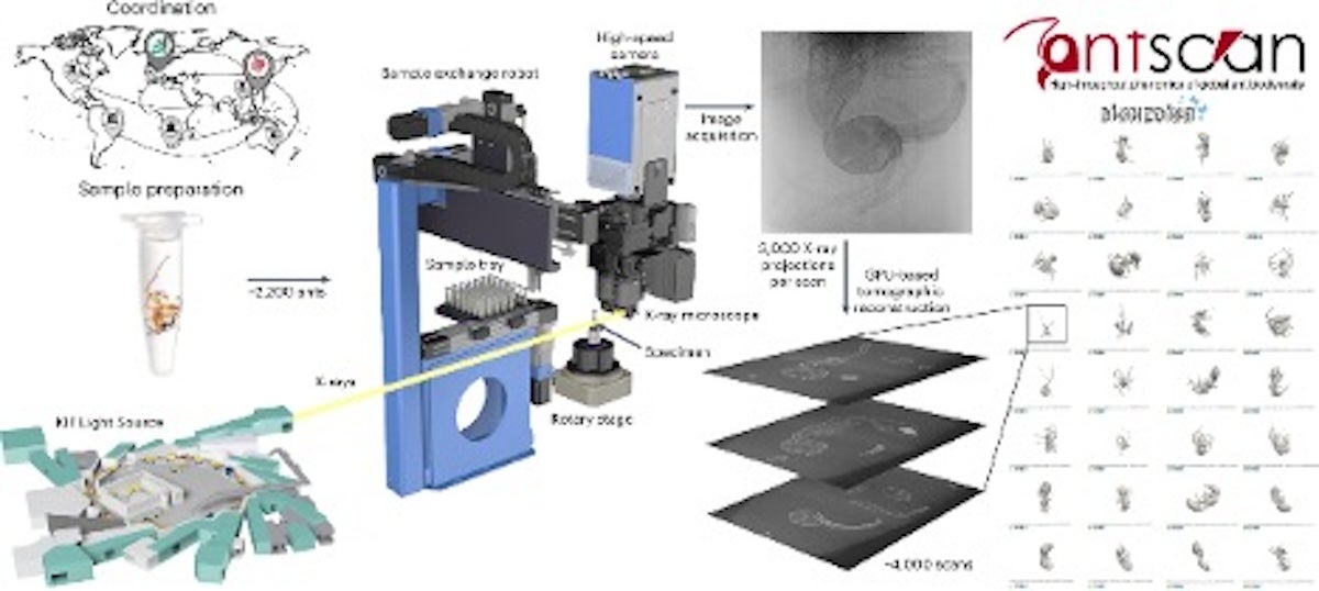 Diagram illustrating the AntScan imaging process, including sample preparation, X-ray microscopy setup, and high-resolution scans used to create layered 3D models of ants.