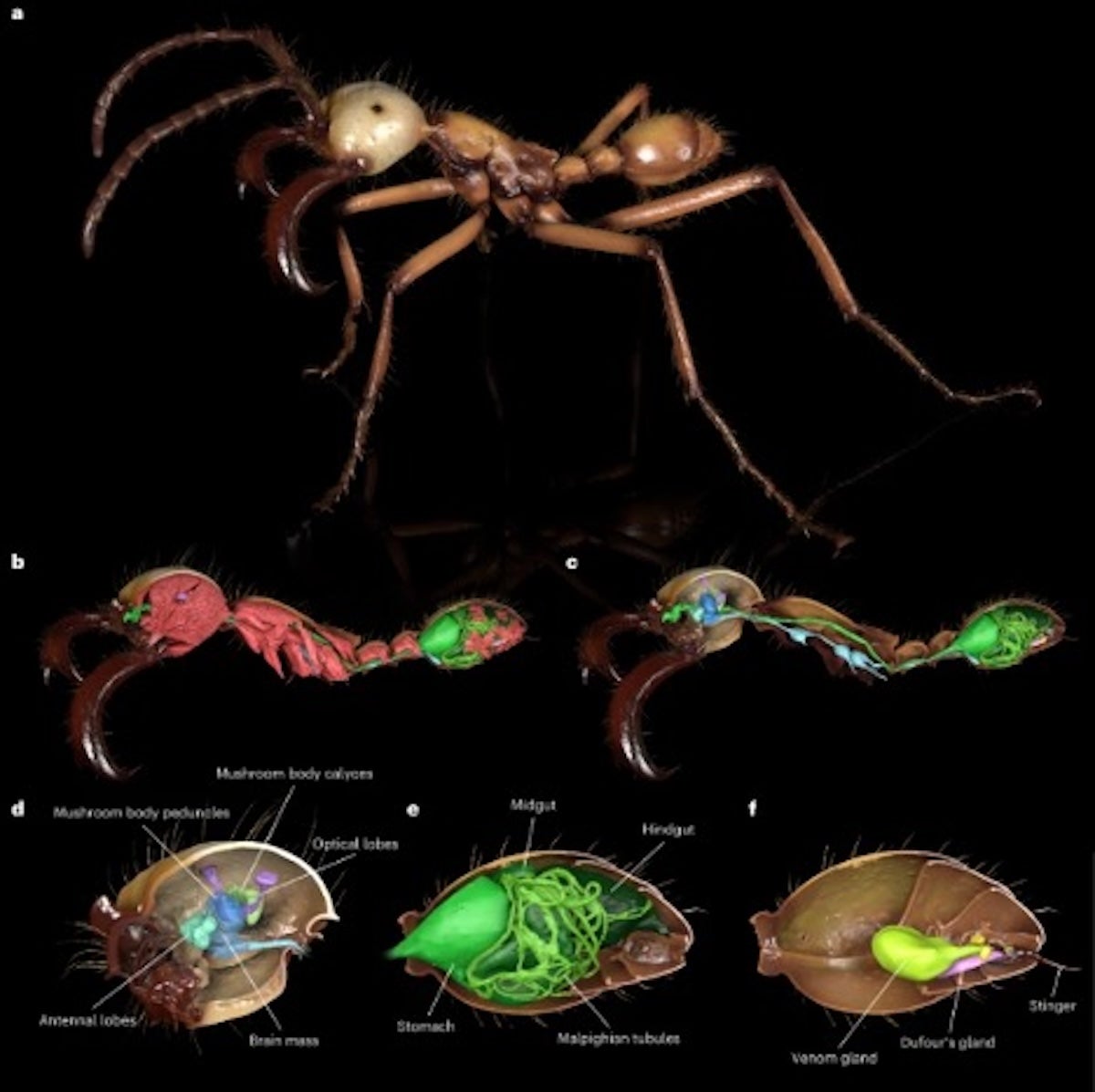Composite image of an ant showing its external form and internal anatomy, including color-coded organs revealed through 3D imaging.