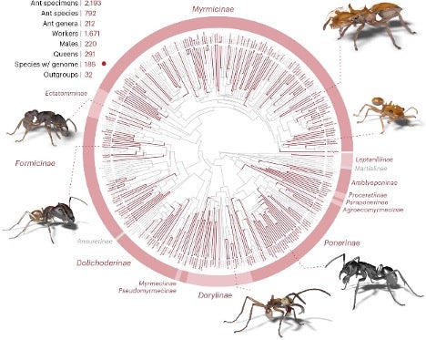 Circular phylogenetic tree illustrating relationships among ant species, with labeled subfamilies and surrounding images of representative ants highlighting diversity across the group.