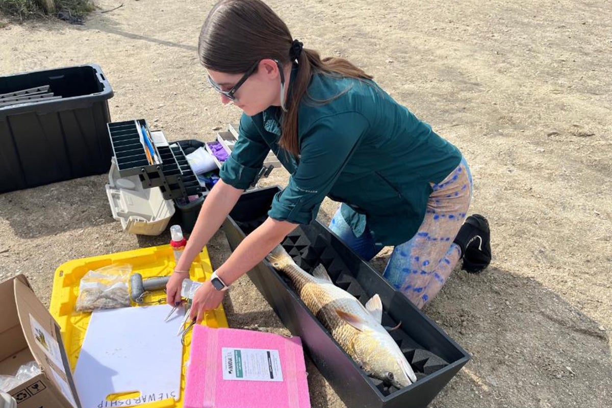 A researcher kneels beside a large fish in a container while recording data during a fisheries study.