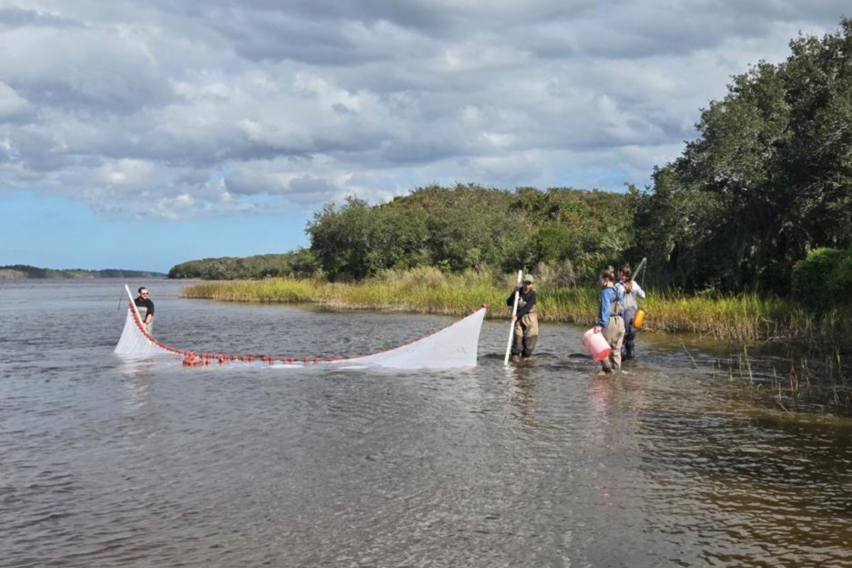 Researchers wade through shallow waters using a seine net to collect fish samples, with marsh vegetation and cloudy skies in the background.