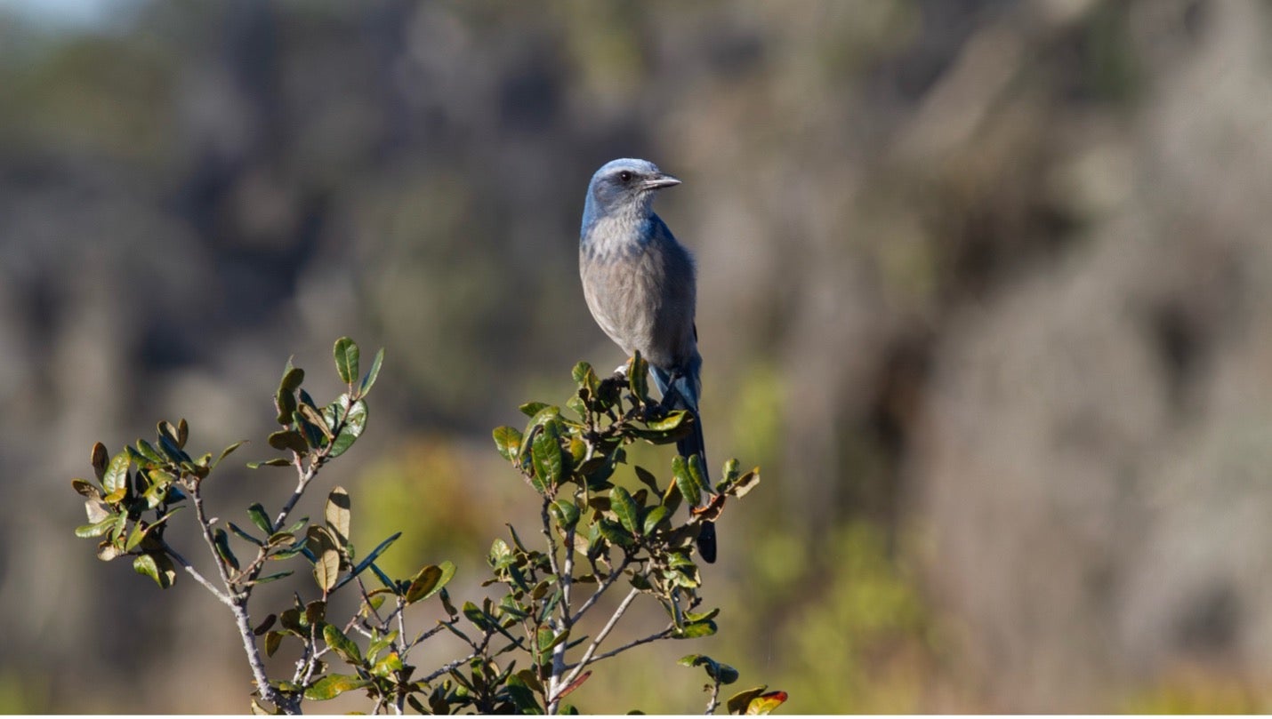 A profile view of a Florida Scrub-Jay (Aphelocoma coerulescens) perched on a leafy green shrub in its natural habitat. The endemic bird displays a distinct flat head, a whitish forehead, soft blue plumage on its head and wings, and a pale grey back and belly. The background features heavily blurred, earthy tones.