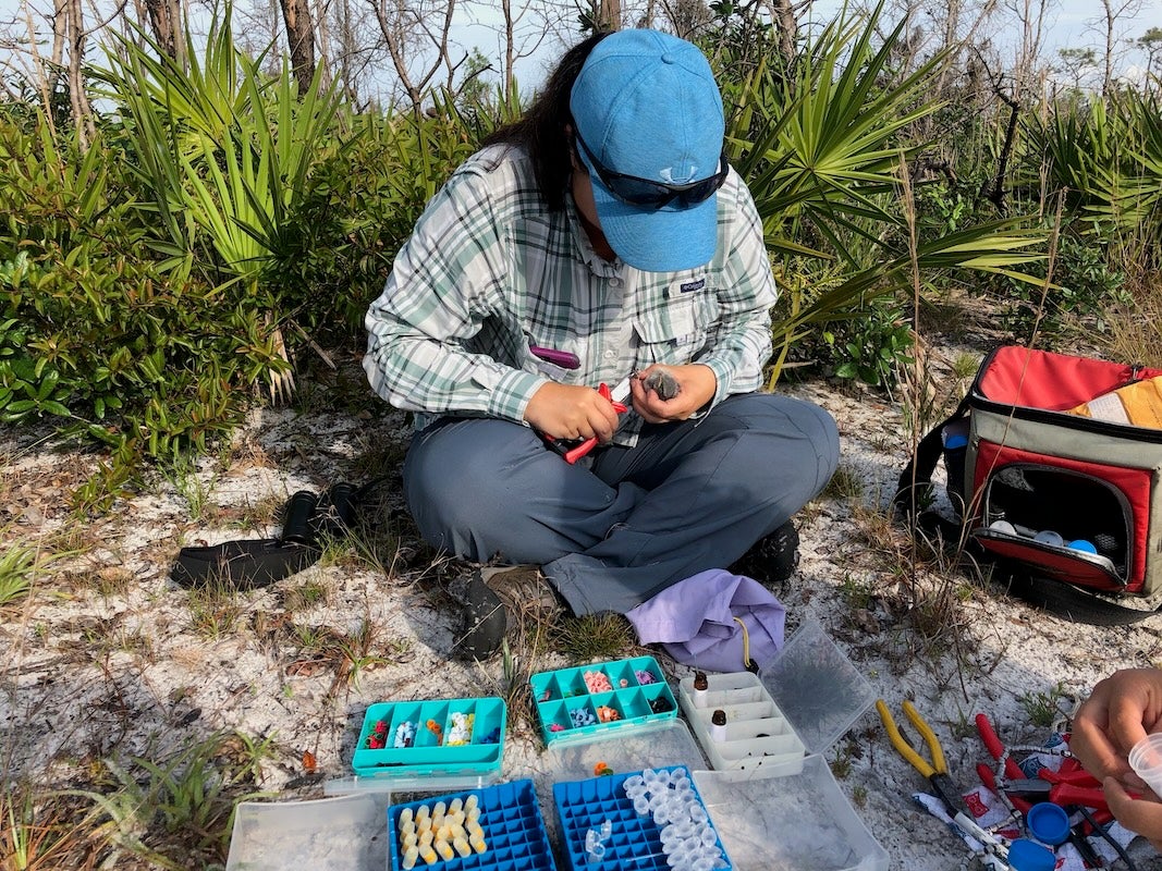 Senior Ecologist Lauren Deaner sitting cross-legged in a sandy, palmetto-filled scrub habitat while banding a wild Florida Scrub-Jay. She wears a blue baseball cap, sunglasses, a plaid button-up shirt, and grey pants. Spread out on the ground in front of her are several open, plastic storage cases filled with colorful, organized plastic bird-banding rings.