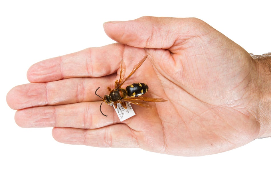 Eastern Cicada Killer