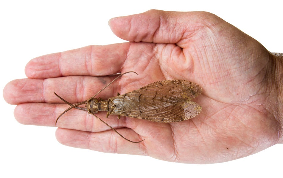 Eastern Dobsonfly