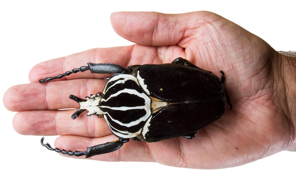 Goliath Beetle