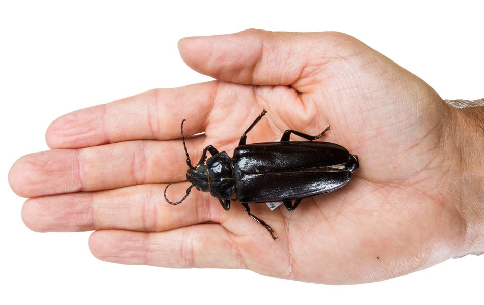 Live Oak Root-borer