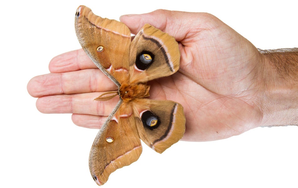 Polyphemus Moth