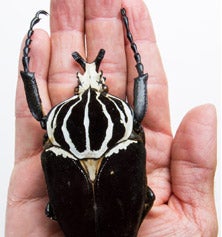 Bigger Picture | Pegasus Magazine