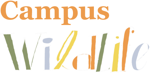 Campus Wildlife