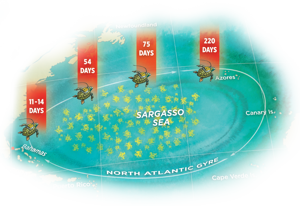 The lab-raised turtles were released in the Gulf Stream within floating sargassum mats approximately 12 miles off Florida's Atlantic coast and monitored for up to 220 days.