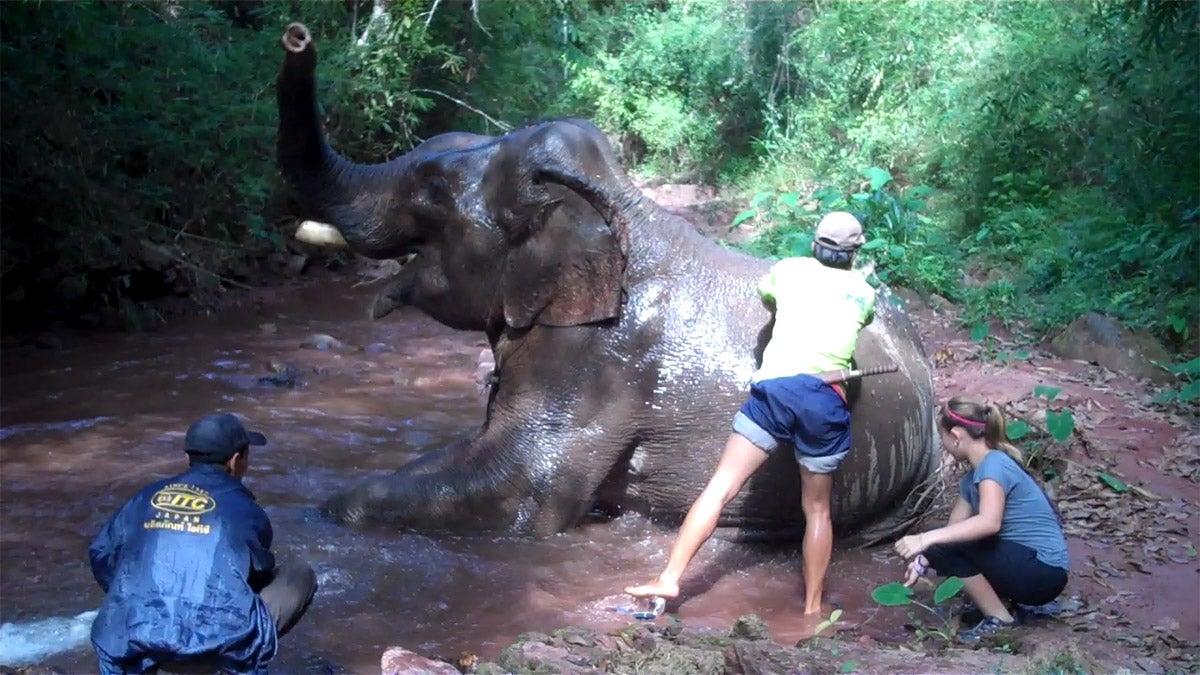My-niece-bathing-an-elephant-in-Laos