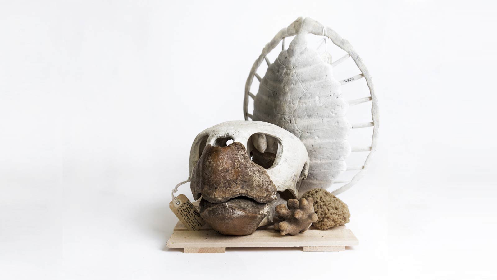 Artifact: Bone Collector Artifact: Bone Collector