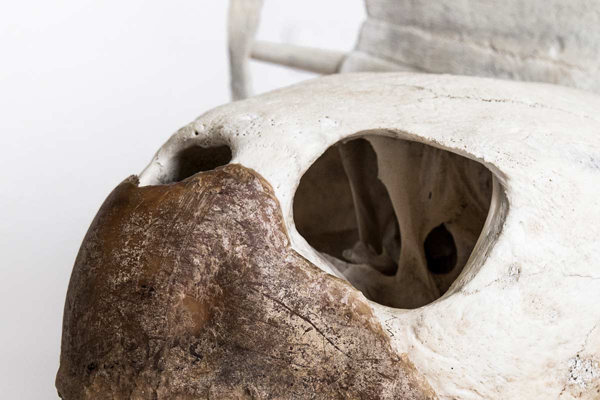 UCF Department of Biology bone collection loggerhead sea turtle skull UCF Department of Biology bone collection loggerhead sea turtle skull