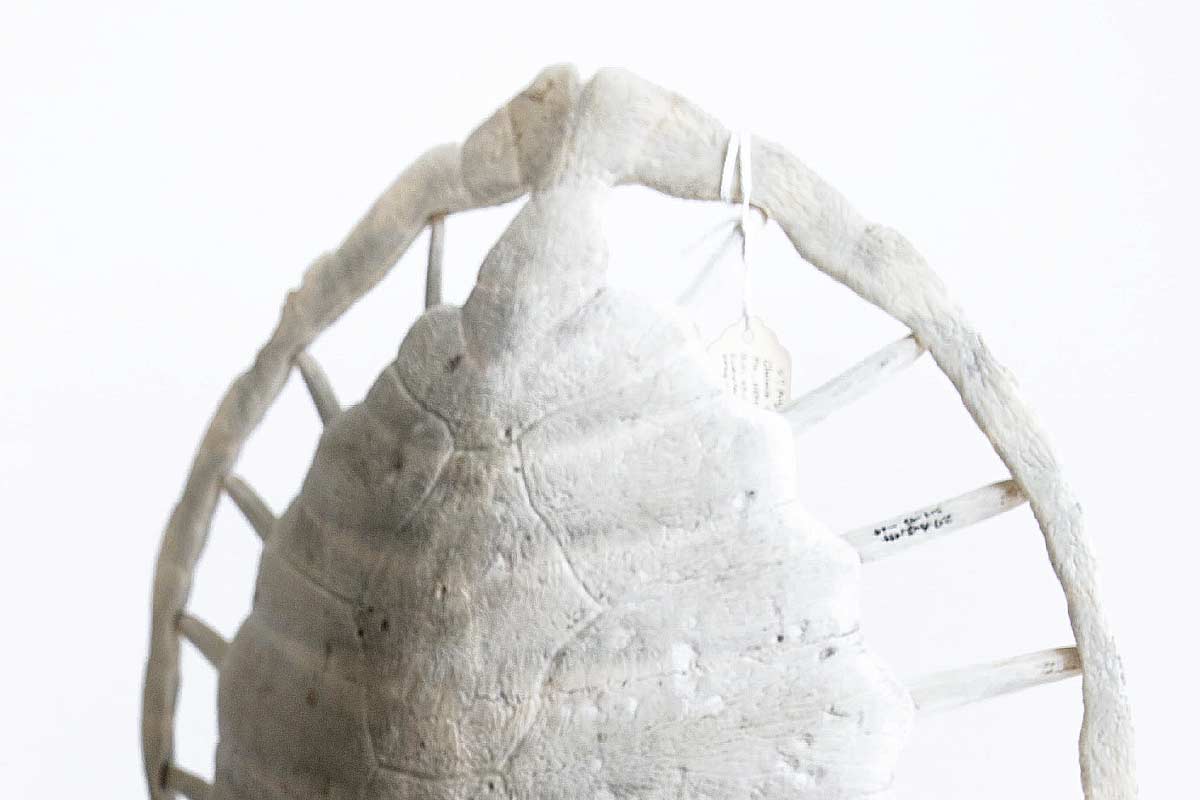 UCF Department of Biology bone collection loggerhead sea turtle carapace UCF Department of Biology bone collection loggerhead sea turtle carapace