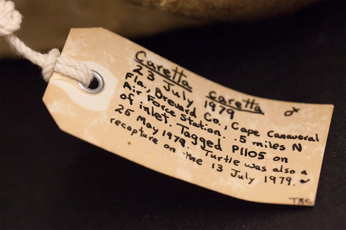 UCF Department of Biology bone collection loggerhead sea turtle tag UCF Department of Biology bone collection loggerhead sea turtle tag