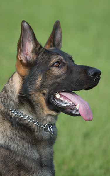 Justice, the dog Justice, the dog