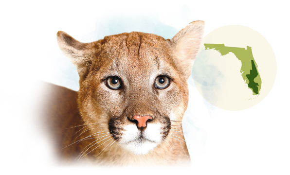 Florida Panther