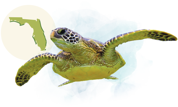 Green Sea Turtle