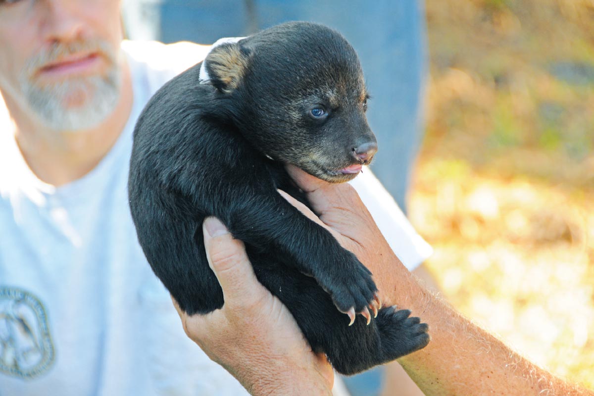 Researchers measure a black bear cub, about 6 weeks old, taken from a den at Rock Springs Run Reserve as part of a study supervised by the Florida Fish and Wildlife Conservation Commission.