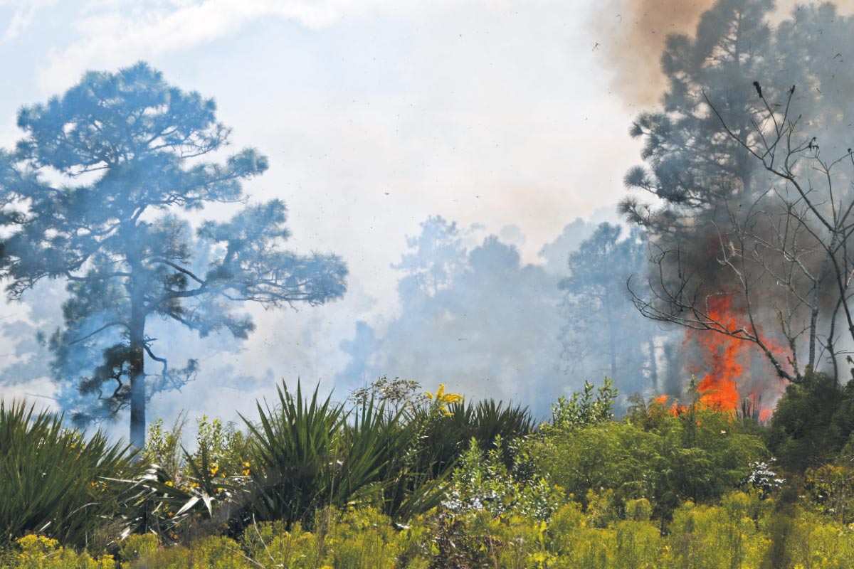 A controlled burn near Joshua Creek in the Charles H. Bronson State Forest helps clear underbrush.